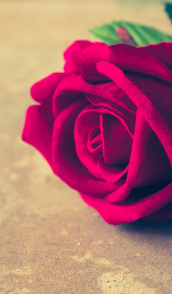 Искусственная роза с кулоном на столе