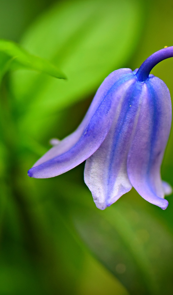 Красивый синий колокольчик крупным планом