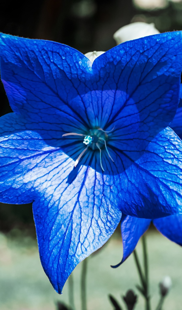Красивые синие цветы колокольчика 
