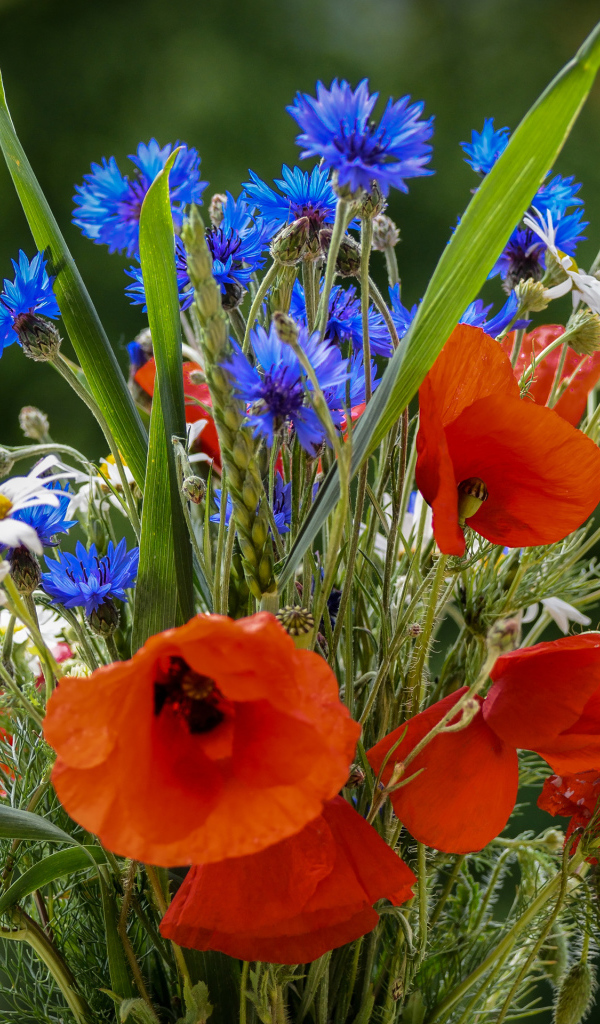 Красивый букет полевых маков, васильков и ромашек