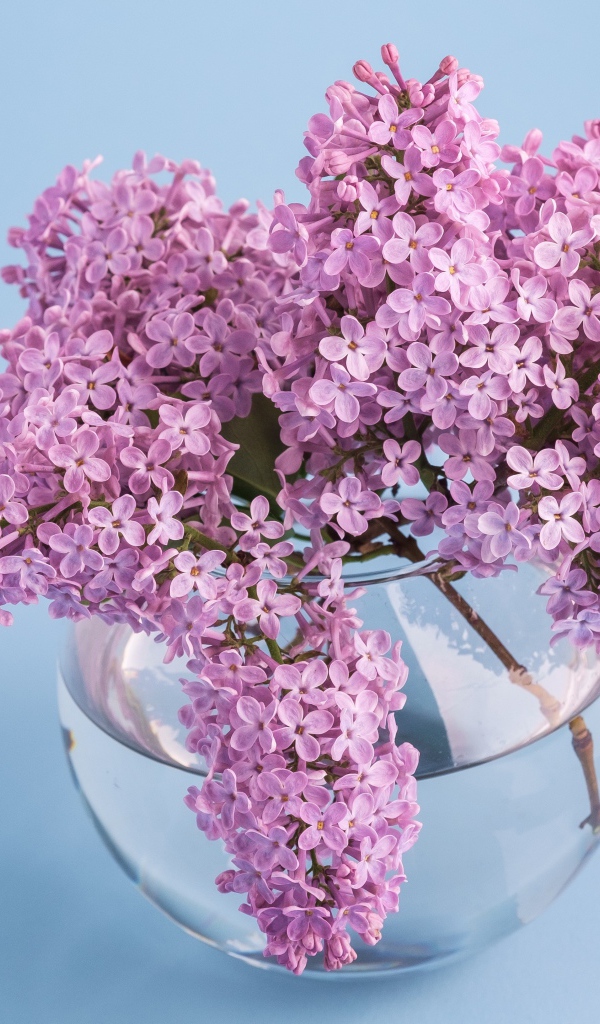 Красивый букет сирени в прозрачной вазе на голубом фоне