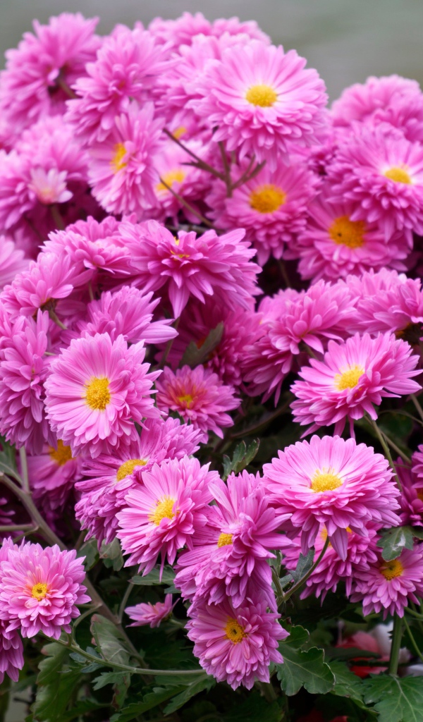 Красивый букет розовых цветов хризантемы 