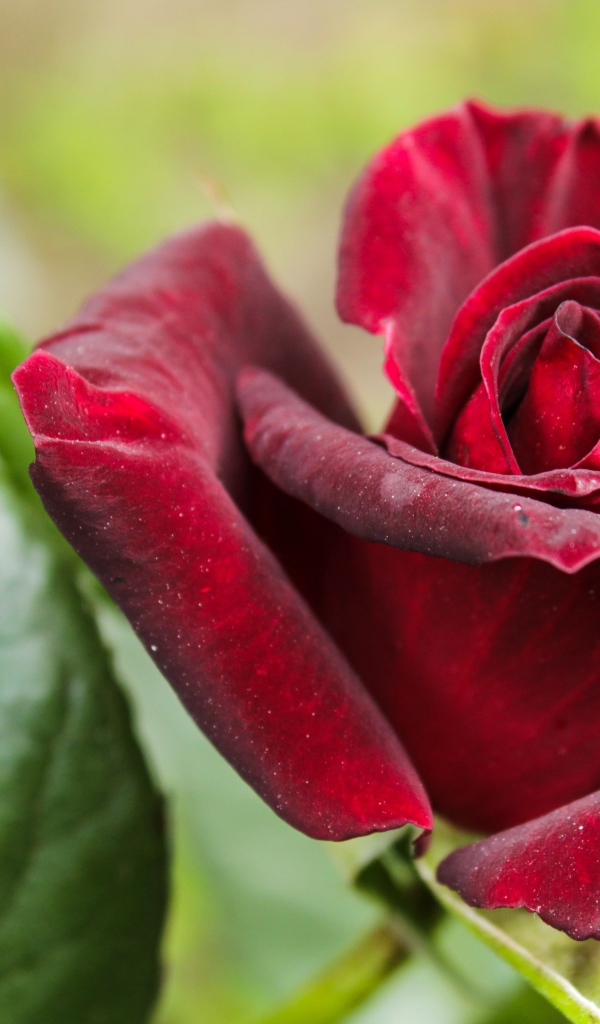 Красивая бордовая роза с зелеными листьями крупным планом