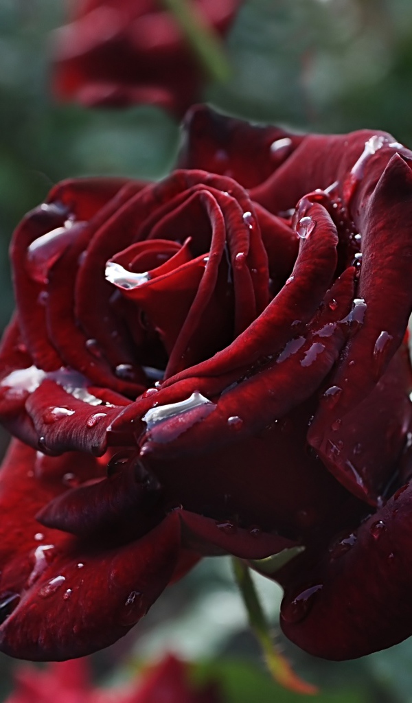 Красивые бордовые розы в каплях росы