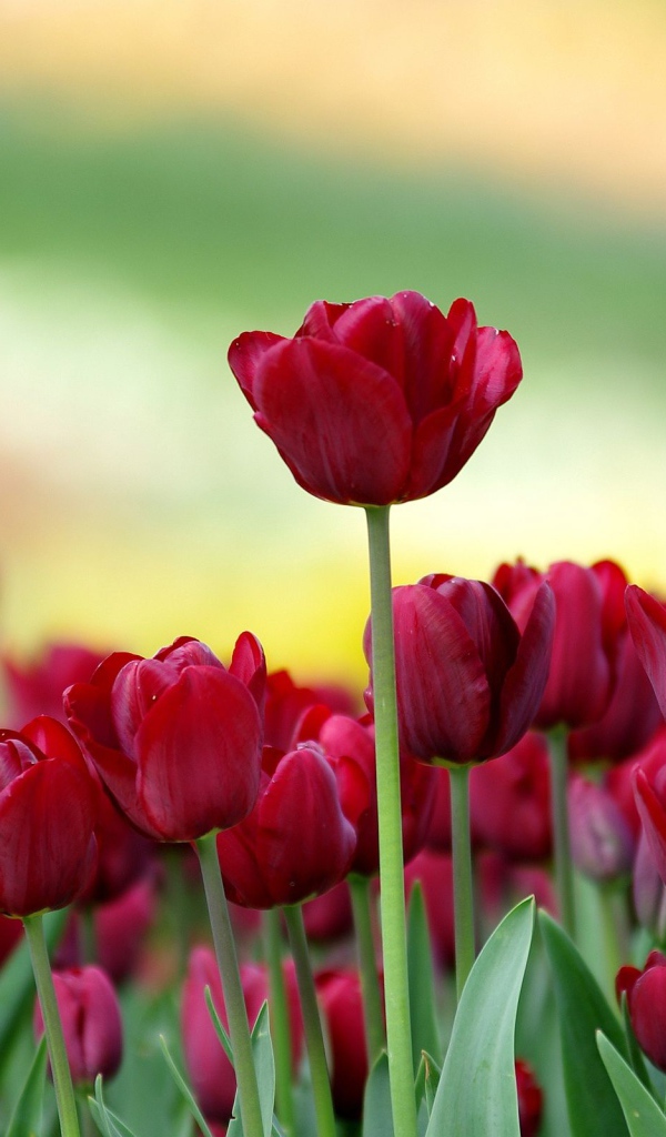 Красивые бордовые тюльпаны на клумбе 