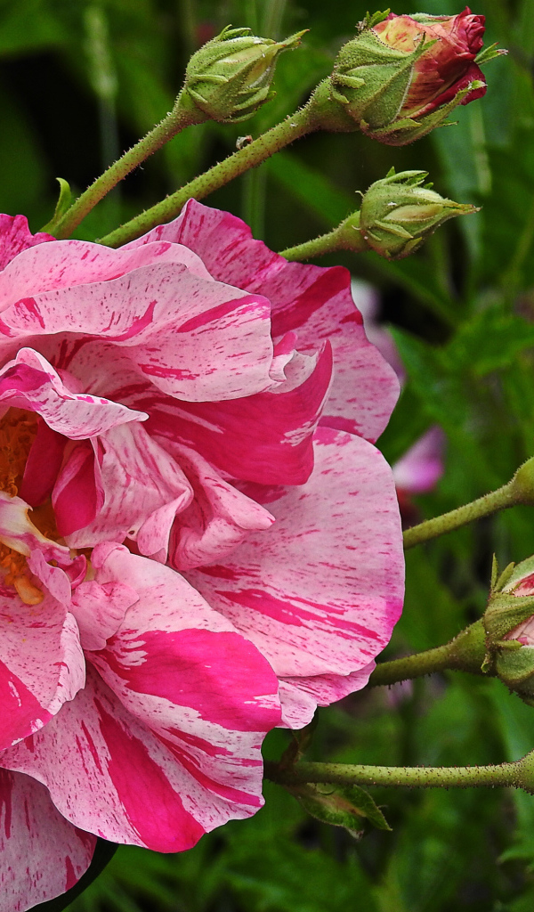 Красивая расцветка розы с бутонами на клумбе 