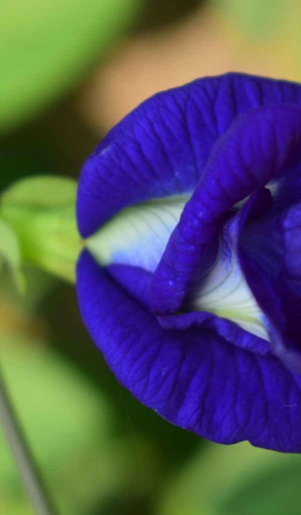 Красивый нежный синий цветок ипомеи 