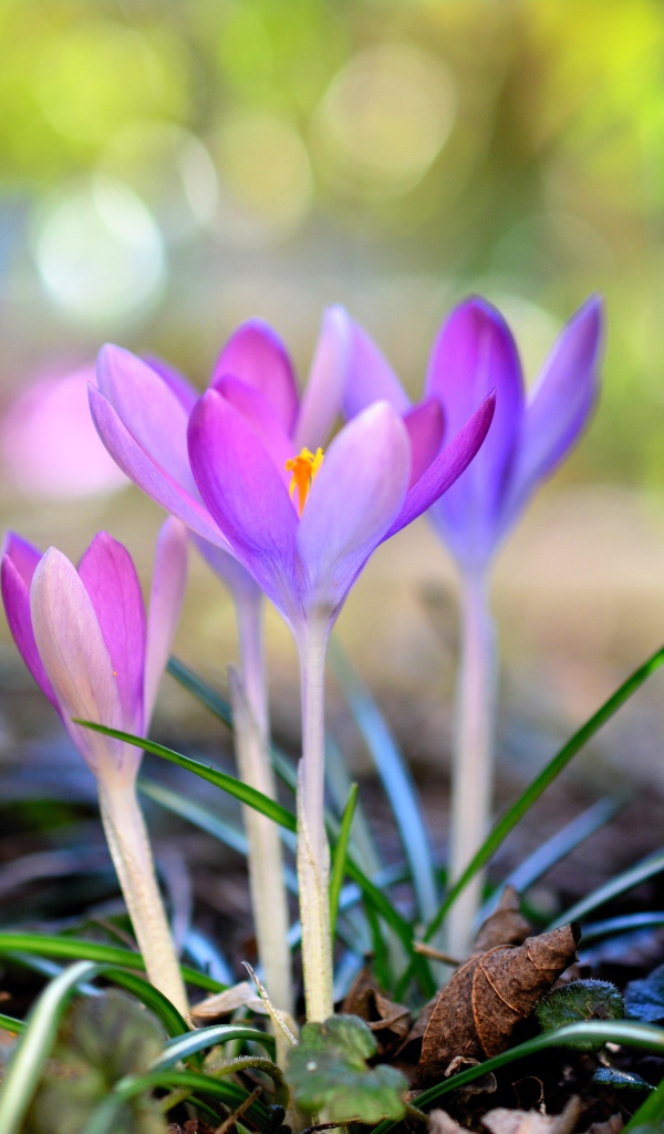 Красивые нежные сиреневые крокусы у дерева весной