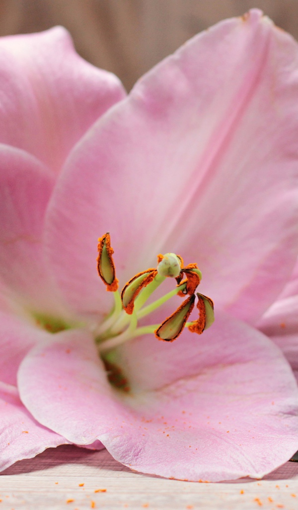 Красивая нежная розовая лилия на столе 