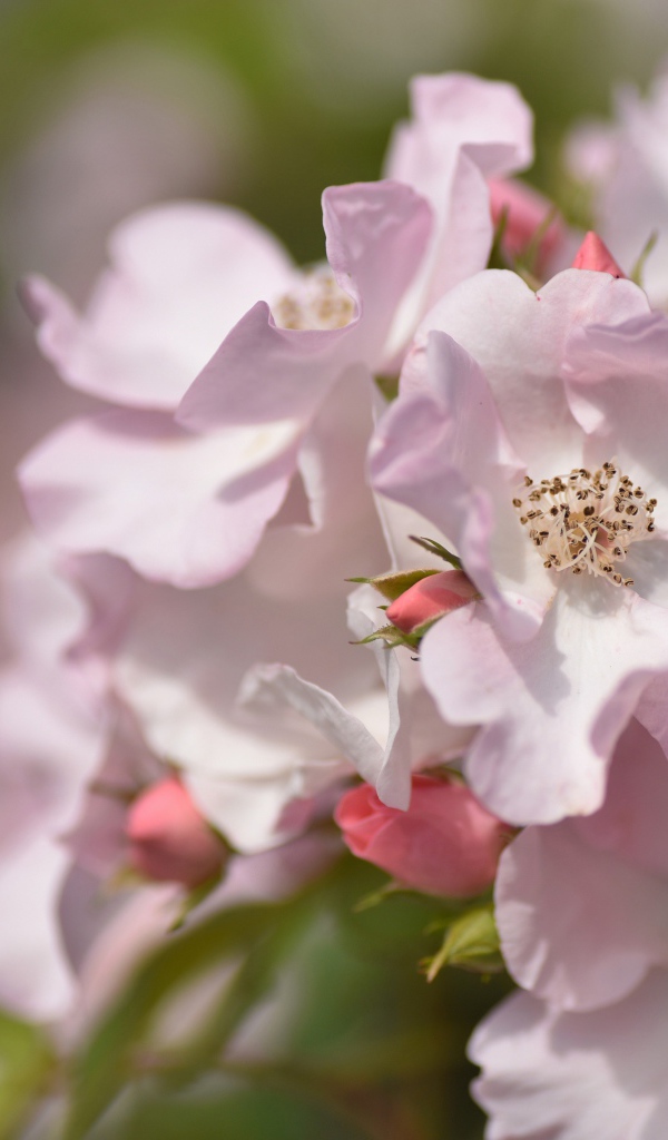Красивые нежные розовые цветы розы