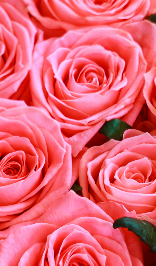 Красивые нежные розовые бутоны розы крупным планом 