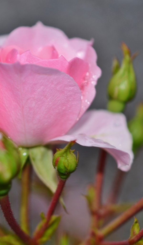 Красивые нежные розовые розы с бутонами крупным планом