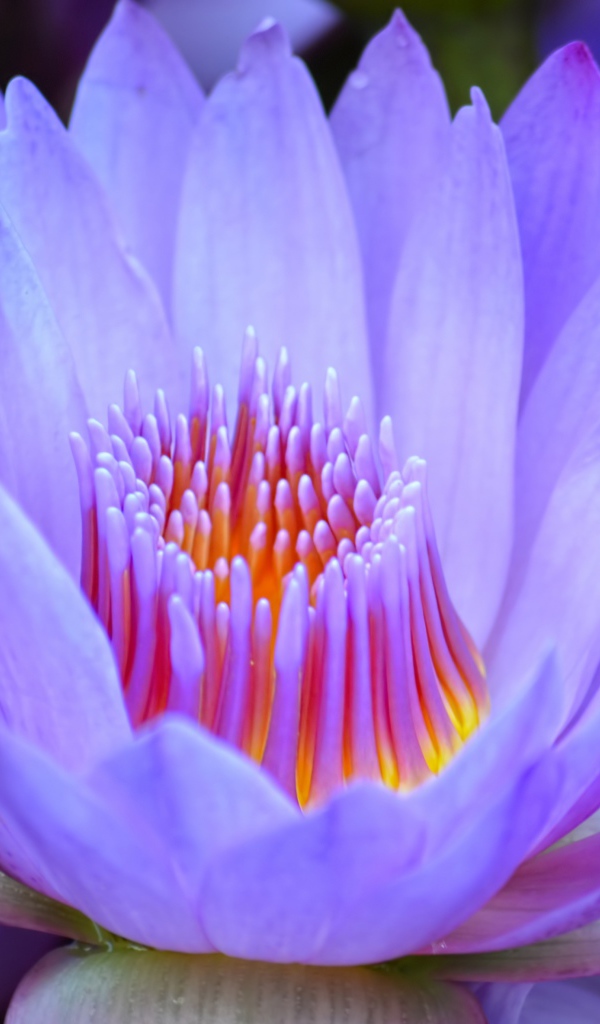 Красивый нежный фиолетовый цветок лотоса крупным планом 