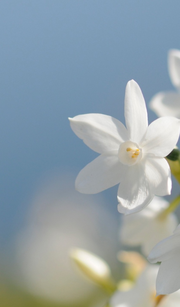 Красивые нежные белые цветы нарцисса на голубом фоне