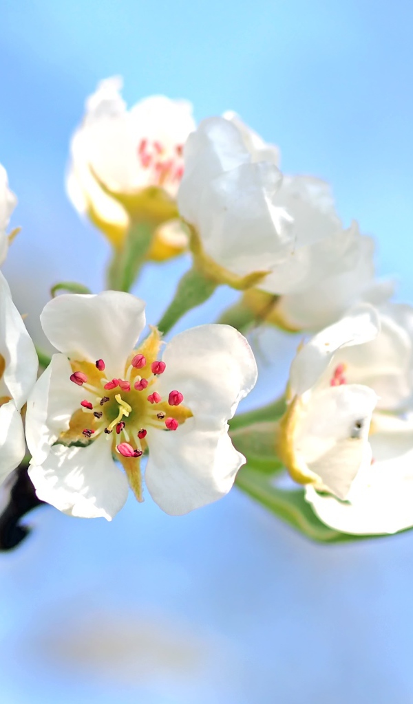 Красивые нежные белые цветы груши на фоне голубого неба 