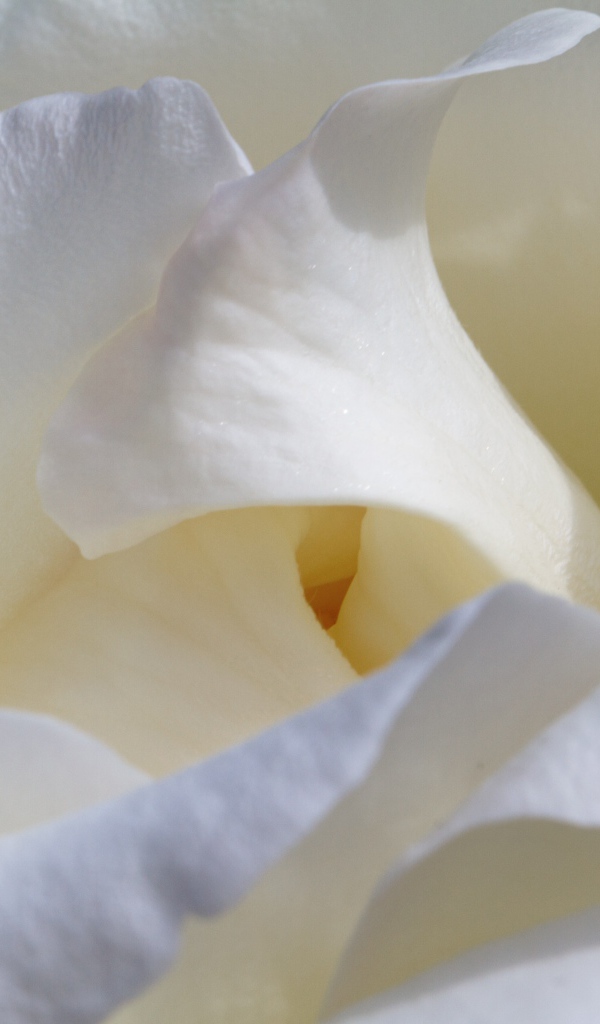 Красивые нежные белые лепестки розы крупным планом