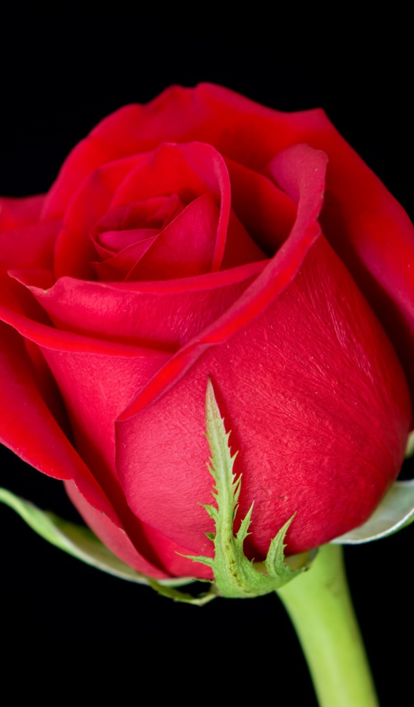 Красивый цветок алой английской розы на черном фоне 