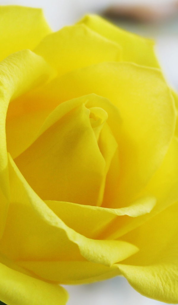 Красивая свежая желтая роза крупным планом