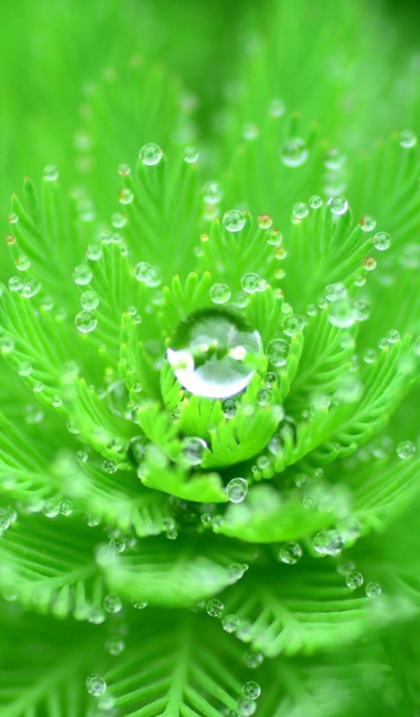 Красивый зеленый цветок с каплями росы 