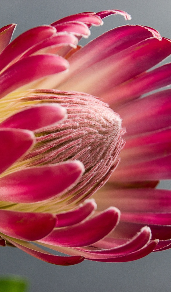 Красивый комнатный цветок протея крупным планом