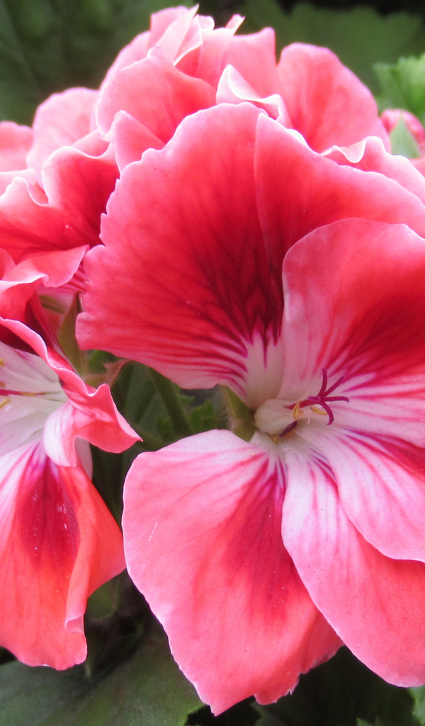 Красивый комнатный цветок герань с розовыми цветами