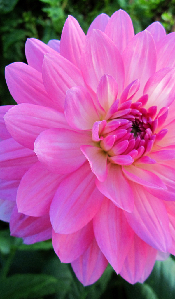 Красивый крупный розовый цветок георгины на клумбе 