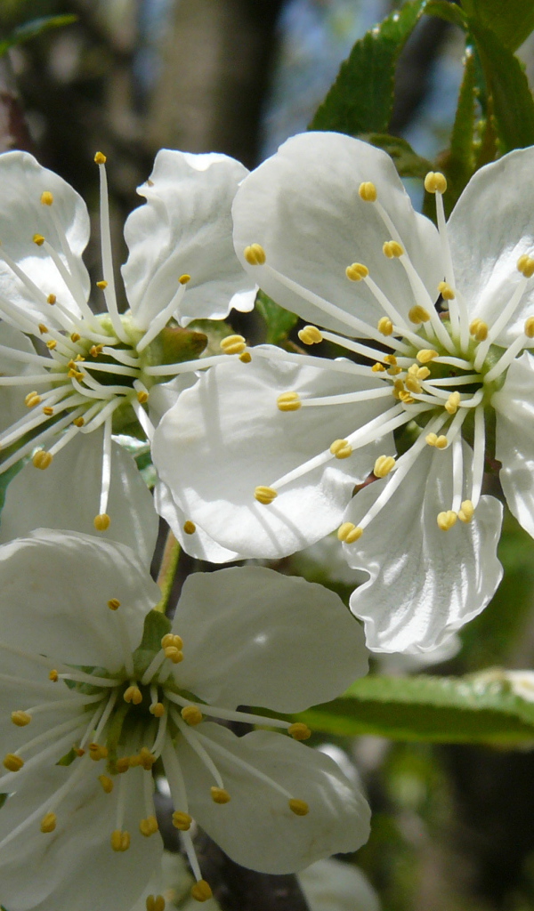 Красивые крупные белые цветы черешни на ветке 