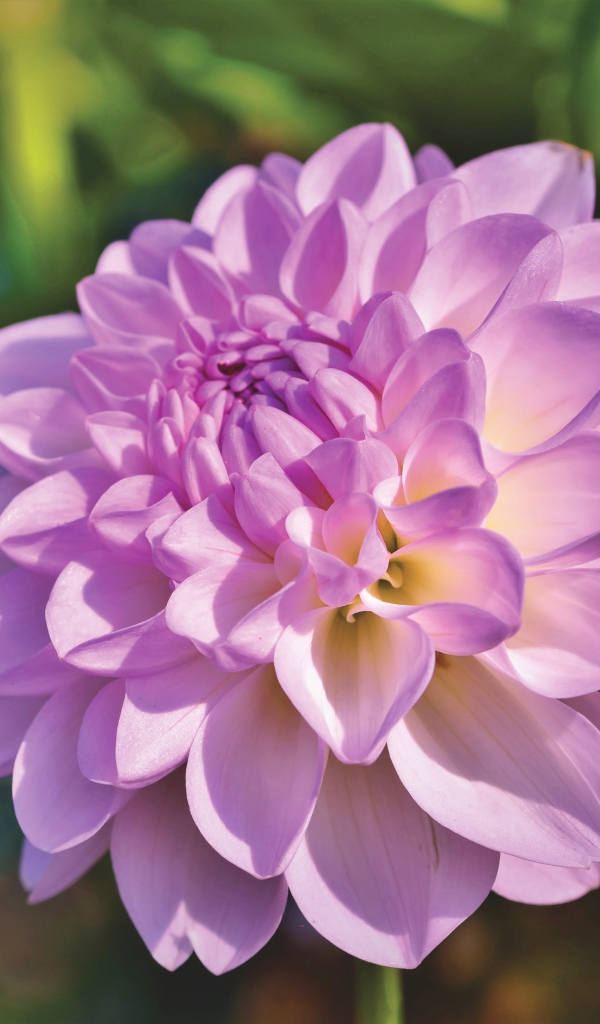 Красивый сиреневый нежный цветок садовой георгины