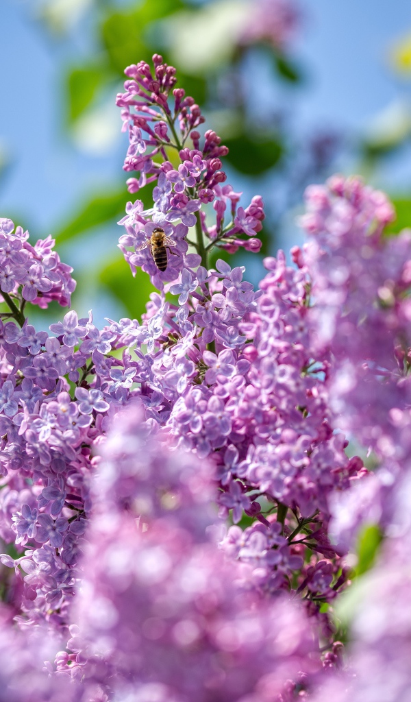 Красивые цветы сирени в лучах солнца