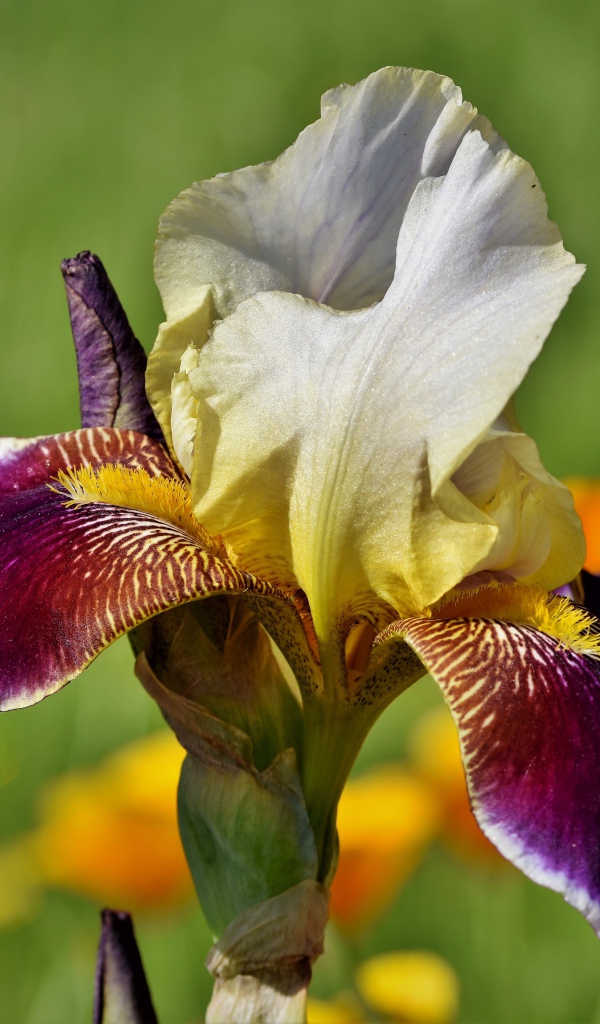 Красивый сиреневый цветок ириса крупным планом