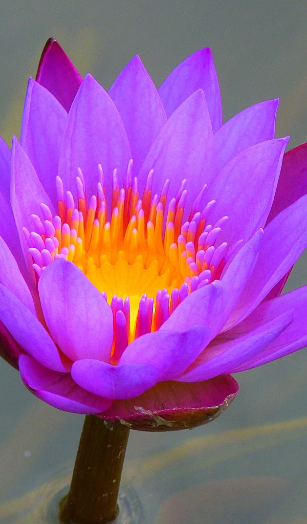 Красивый сиреневый цветок лотоса в воде