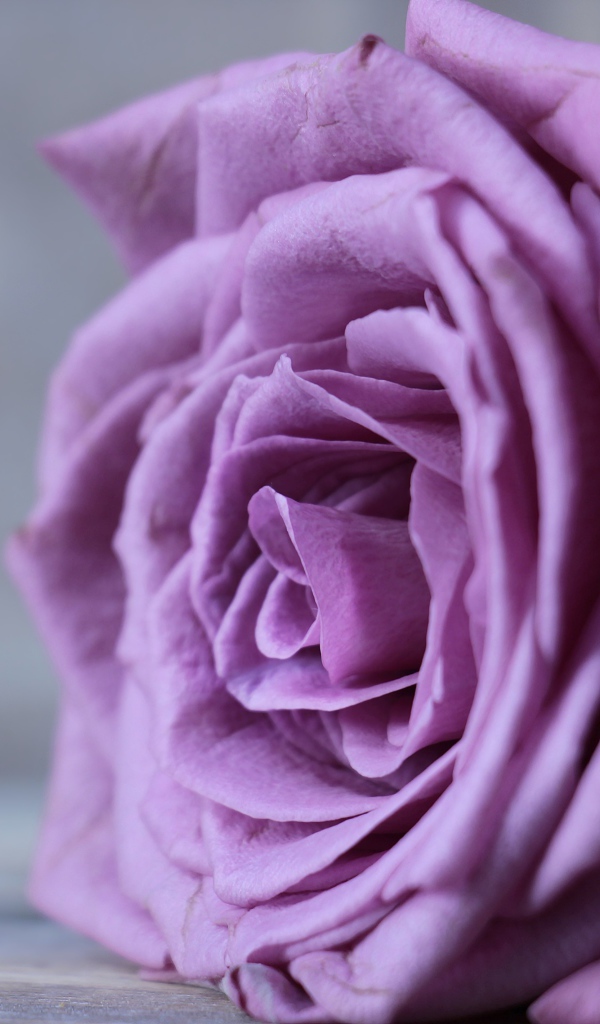 Красивый цветок сиреневой розы на сером фоне