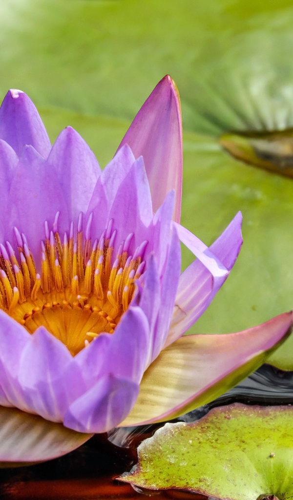 Красивый сиреневый цветок водяной лилии с зелеными листьями