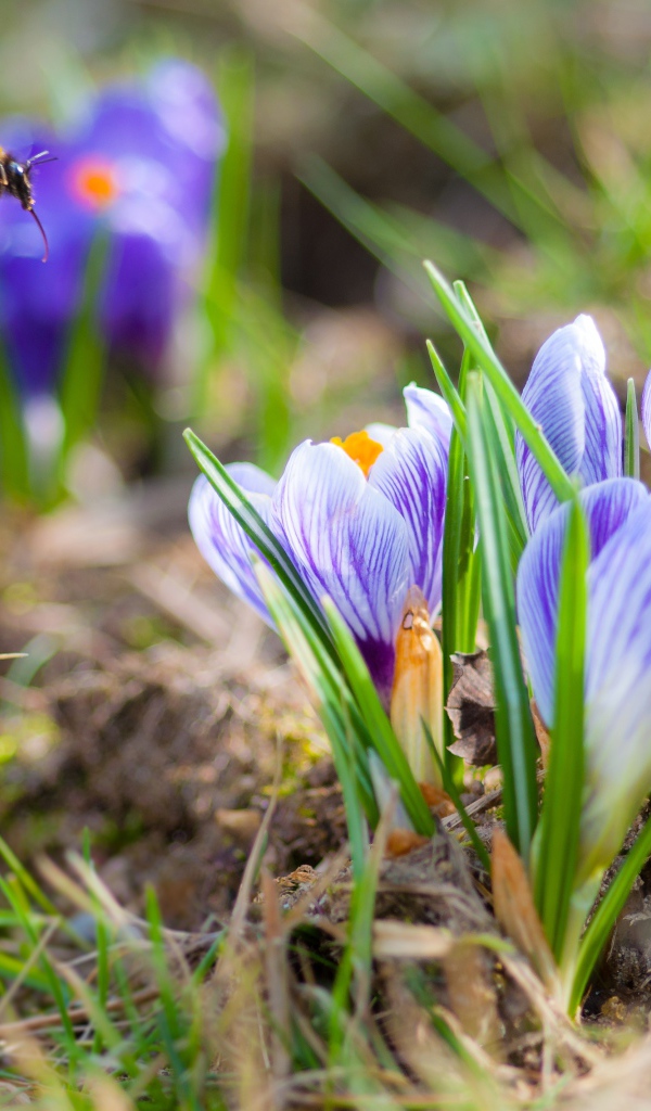 Красивые маленькие крокусы на поле с шмелем 