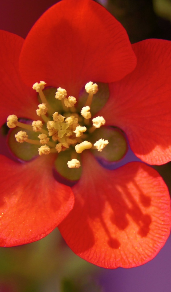 Красивый маленький красный цветок на ветке крупным планом