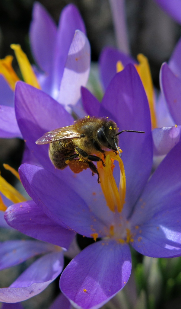 Красивые маленькие нежные сиреневые крокусы с пчелой 