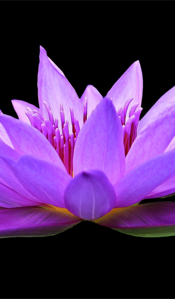 Красивый цветок лотоса на черном фоне крупным планом