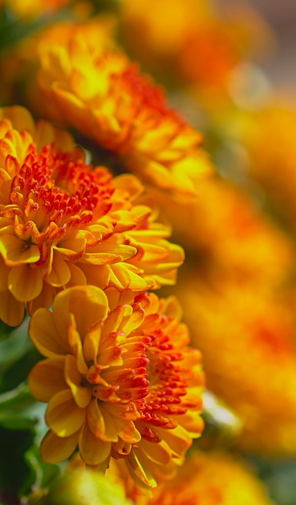 Красивые оранжевые осенние хризантемы в лучах солнца 