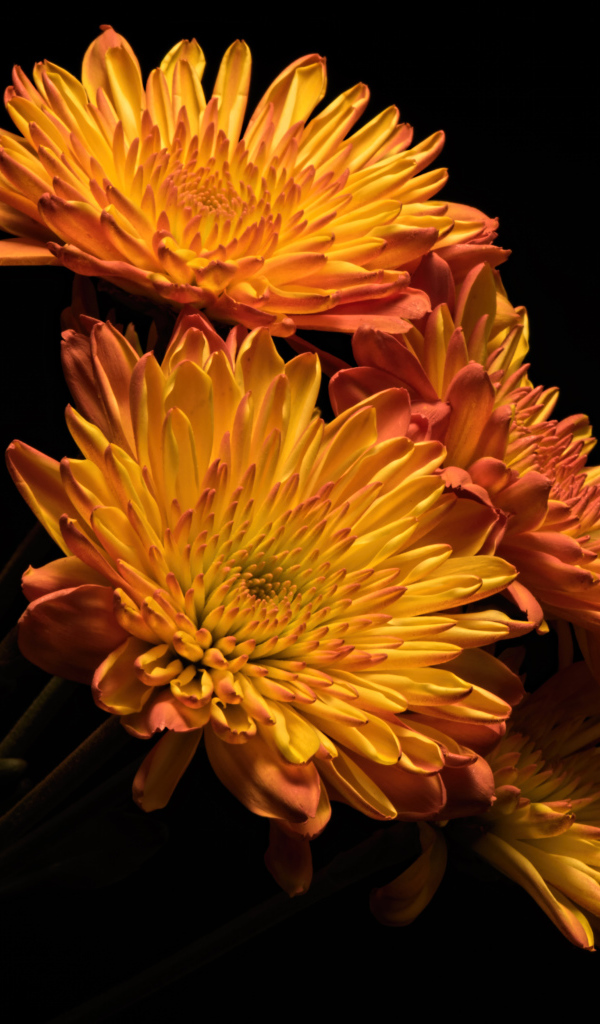 Красивые оранжевые хризантемы на черном фоне
