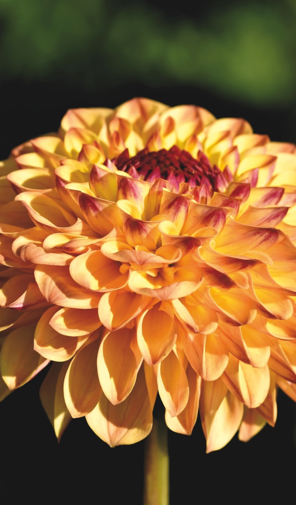 Красивая оранжевая георгина крупным планом на клумбе 