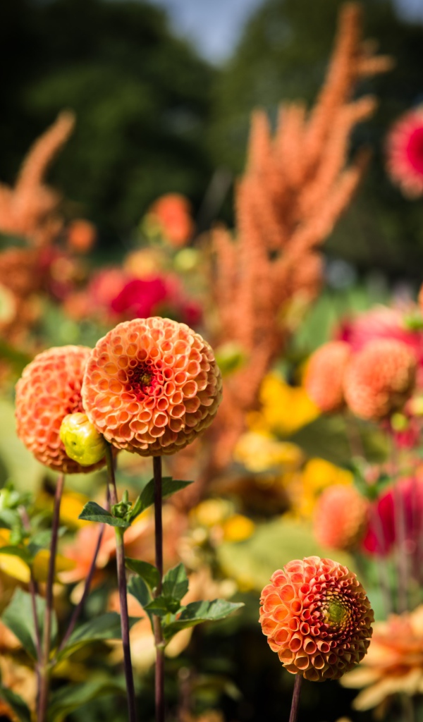 Красивые оранжевые цветы георгины на клумбе 