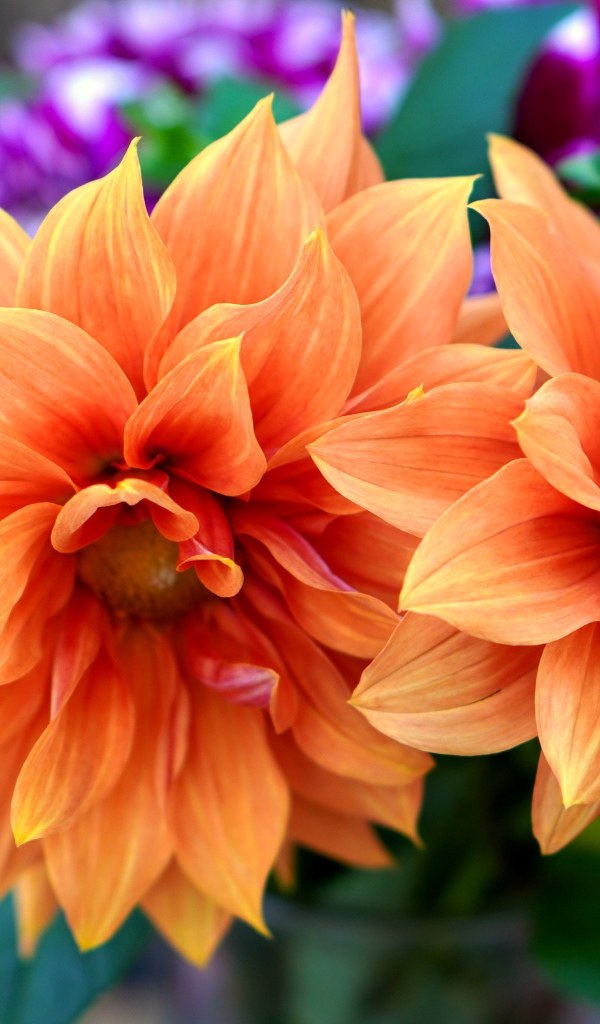 Красивые оранжевые георгины крупным планом