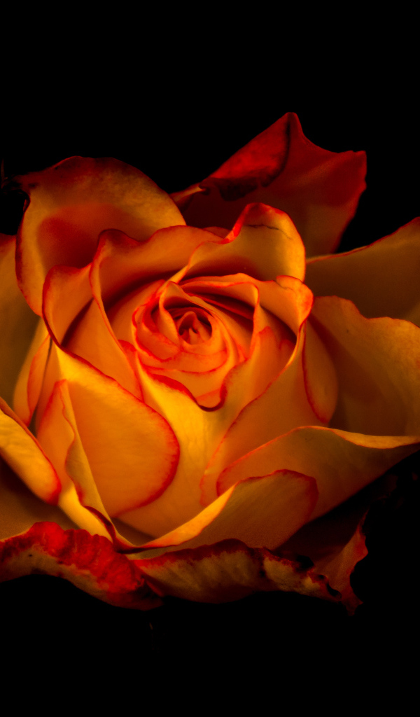 Красивая оранжевая роза крупным планом на черном фоне