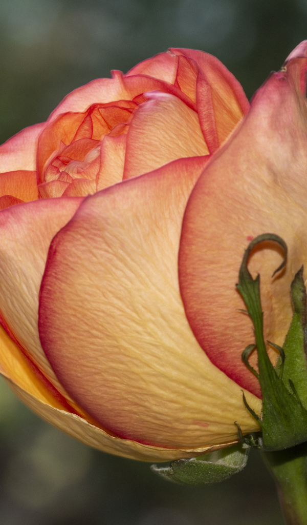 Красивая оранжевая роза крупным планом на клумбе