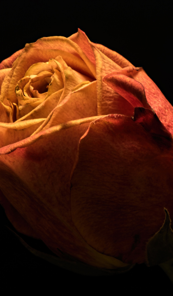 Красивая оранжевая роза на черном фоне крупным планом