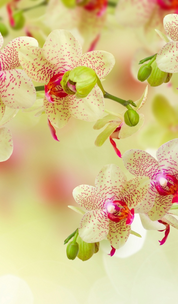 Красивый цветок орхидеи с бутонами на ветке 