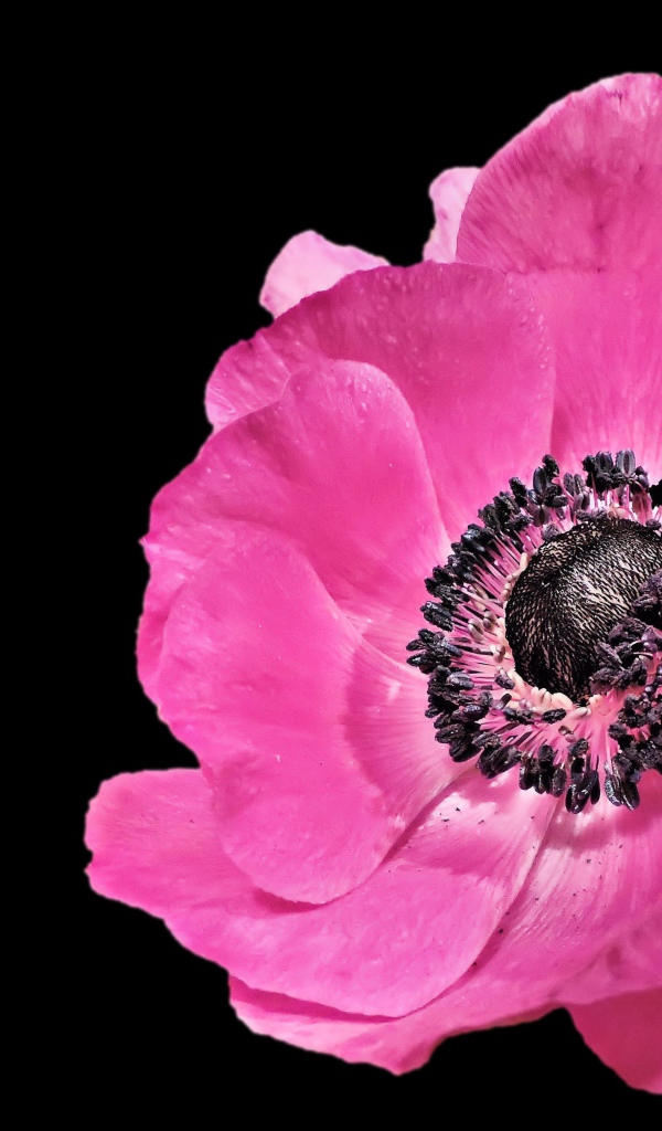 Красивый розовый цветок анемона на черном фоне 