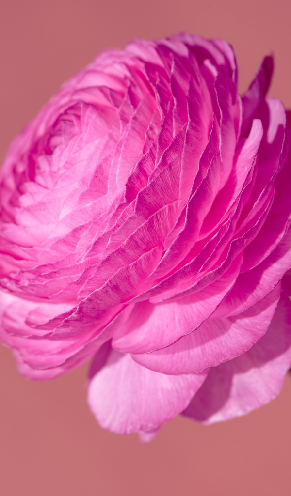 Красивый розовый цветок лютика крупным планом