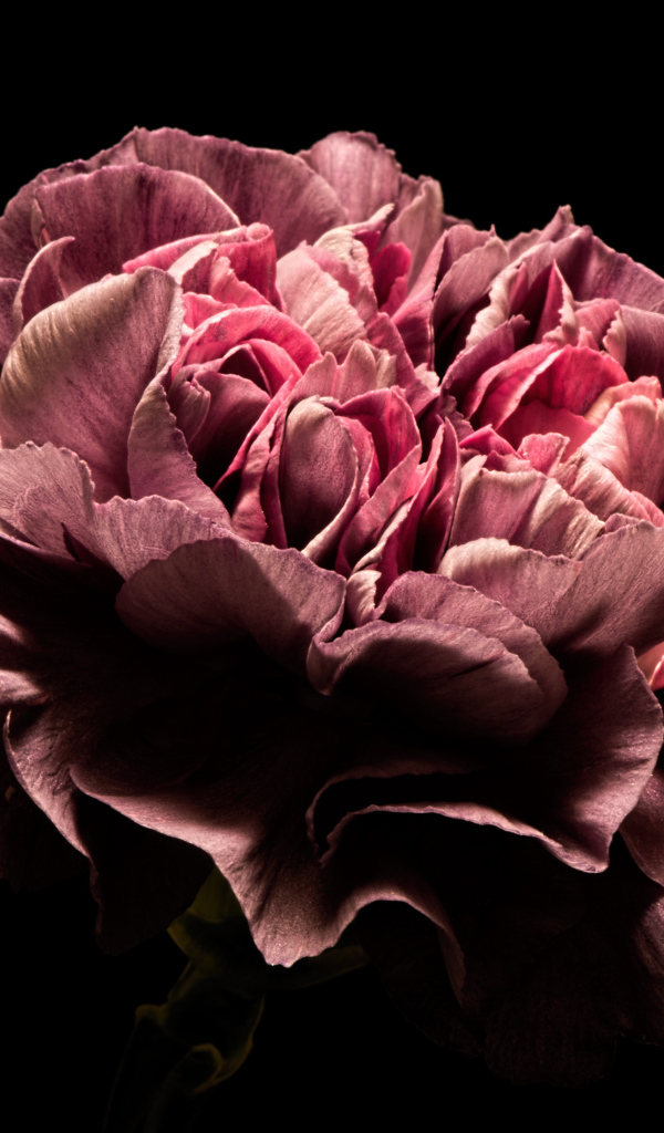 Красивый розовый цветок гвоздики на черном фоне