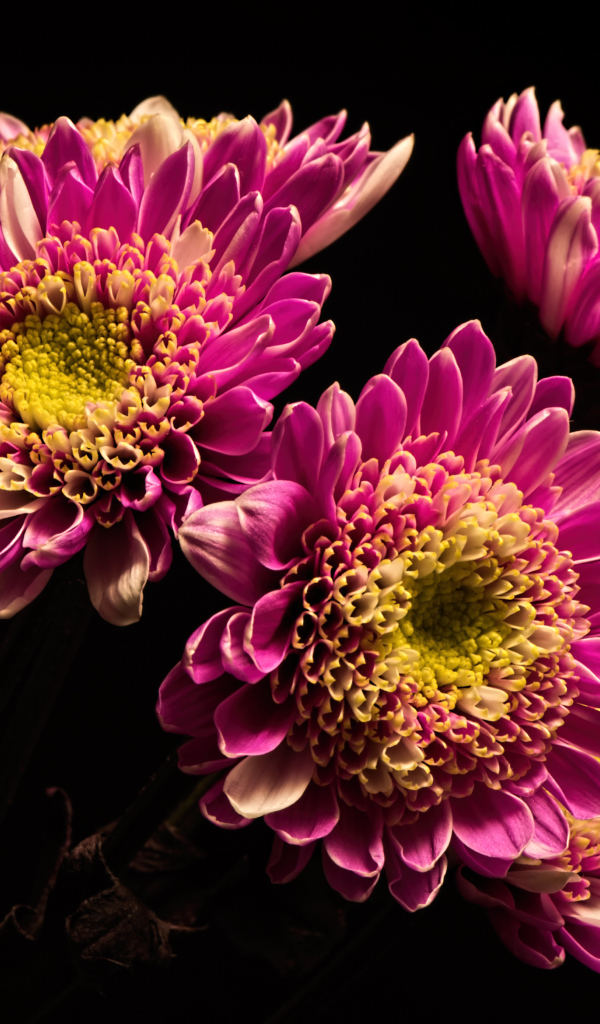 Красивые розовые хризантемы на черном фоне
